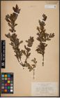 Foto von Salix aurita L. x Salix myrtilloides L.